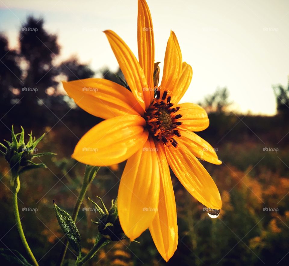 Last sunflower