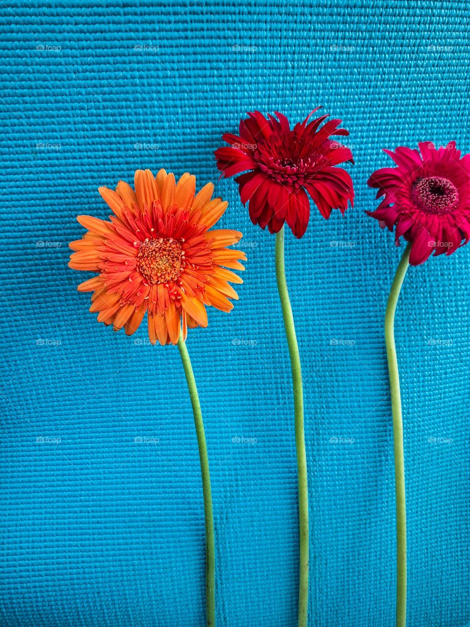 Colorful Flowers