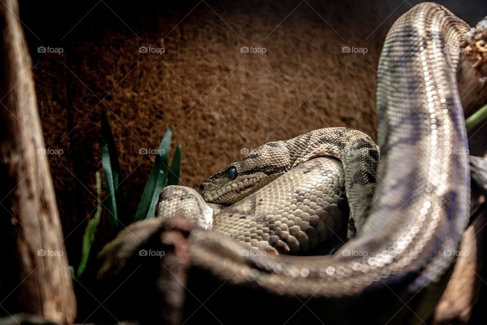 A python captured at The Deep aquarium in Hull, East Yorkshire 
