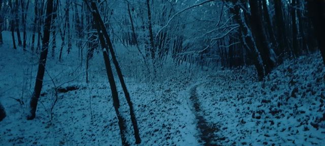 winter way in the evening forest