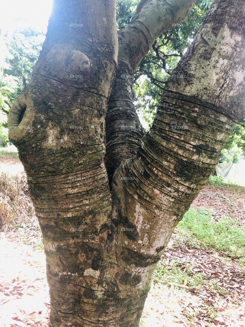 tree mark