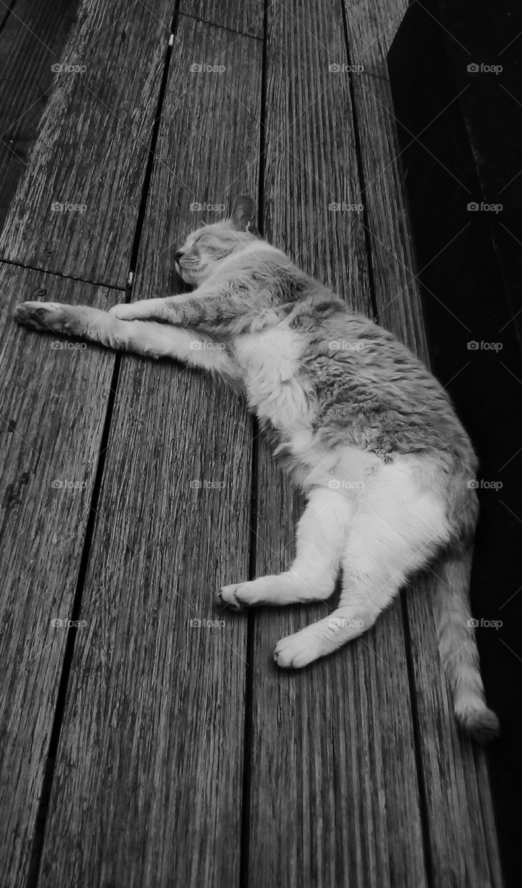 One furry cat sleeping on wooden table