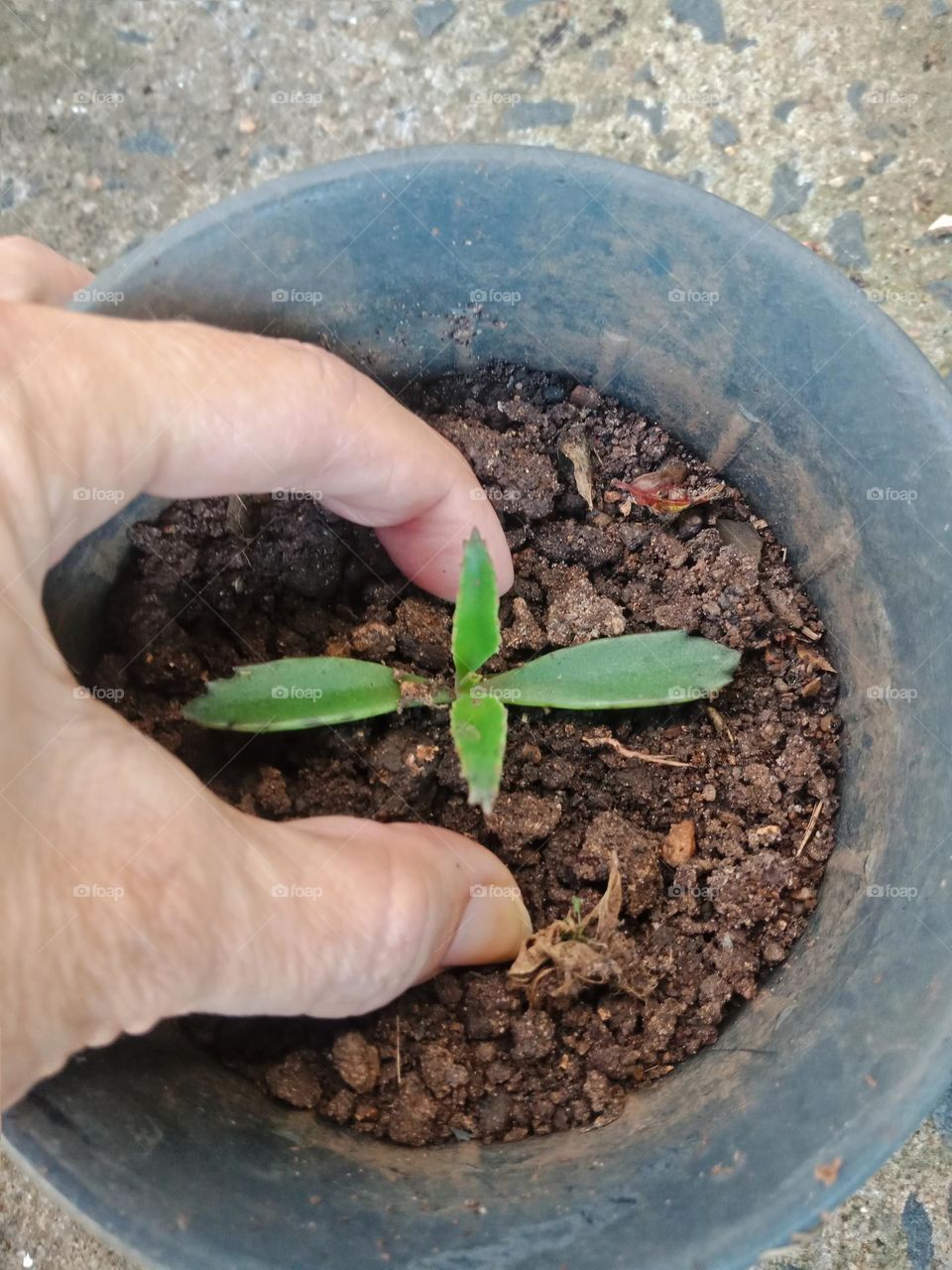planting in a pot,