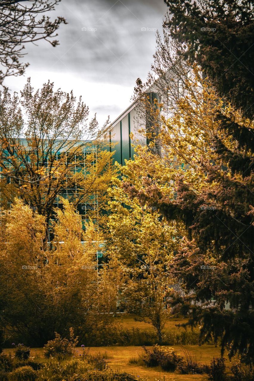 MSU makes for some perfect fall photos!
