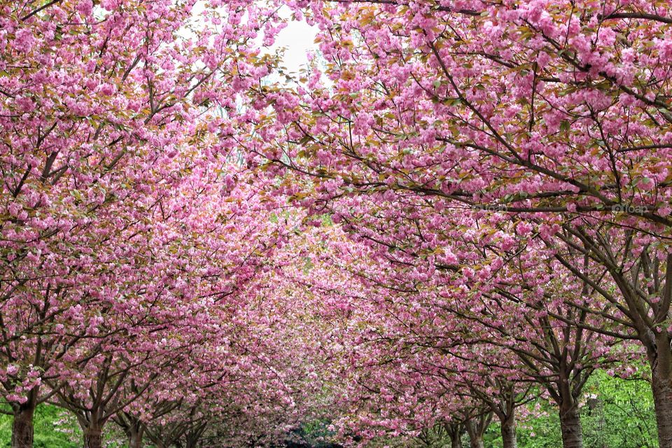 An avenue with pink flowering magnolia trees in a row