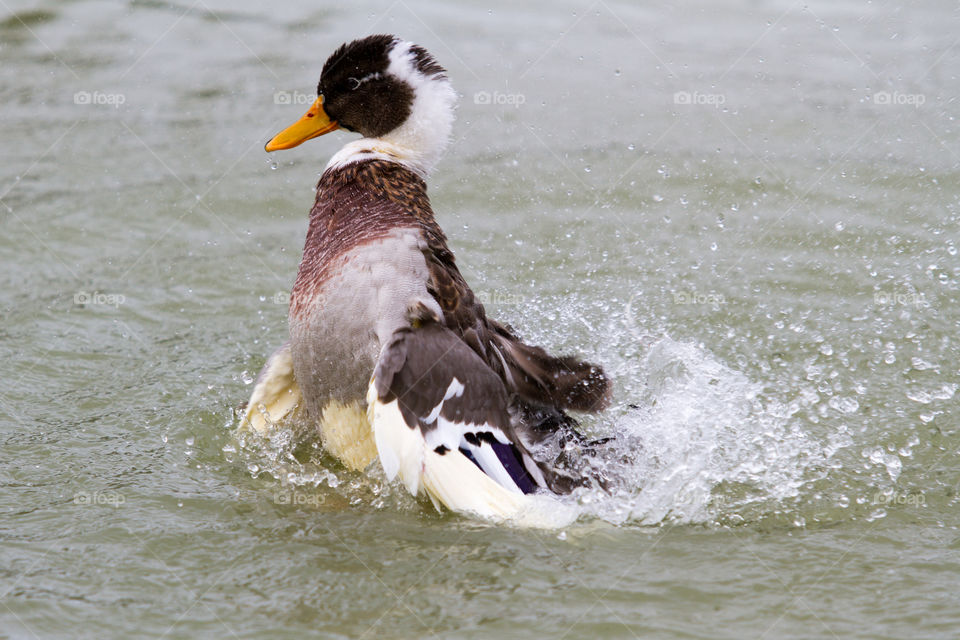 Duck swimming in pond