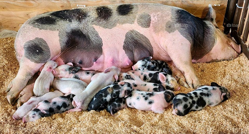 large barbie color pink and black mother pig with baby piglets at an Oregon fair in Summer