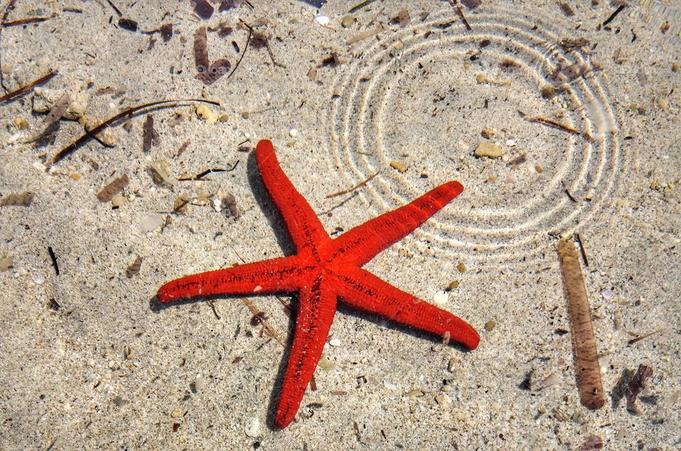 This beautiful starfish!
