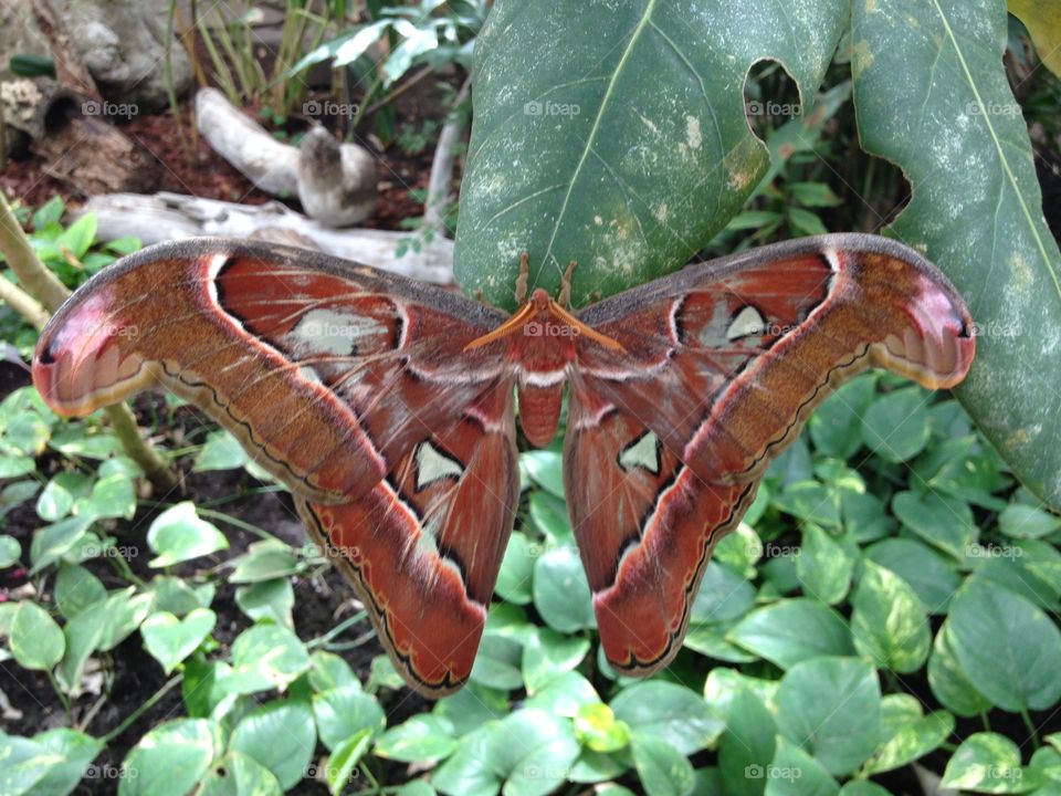 Butterfly on green leaf
