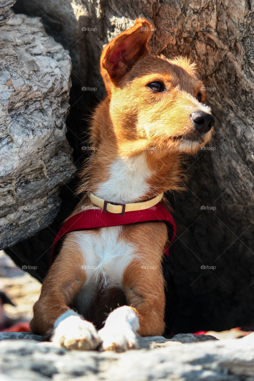 Dog at the beach