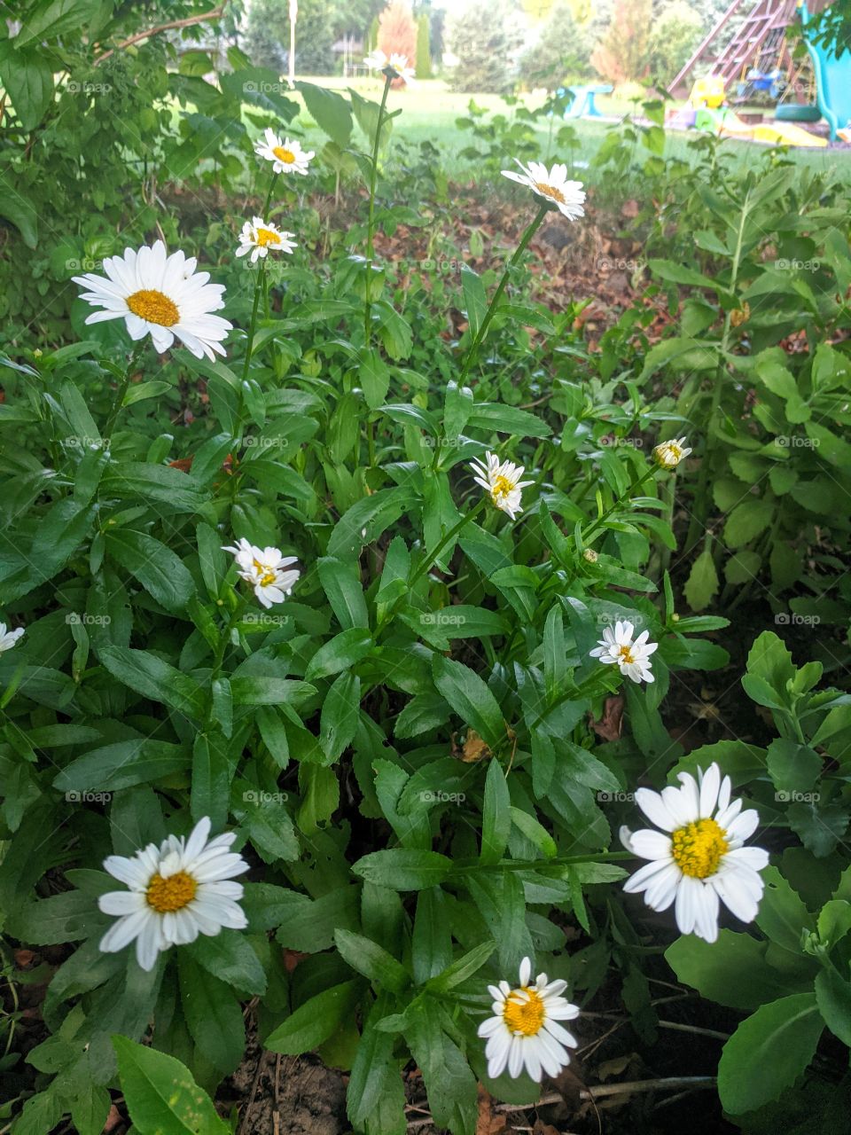 Nature is always beautiful with lots of flowers 🌹 Nature is perfect when it's full of flowers 🌻