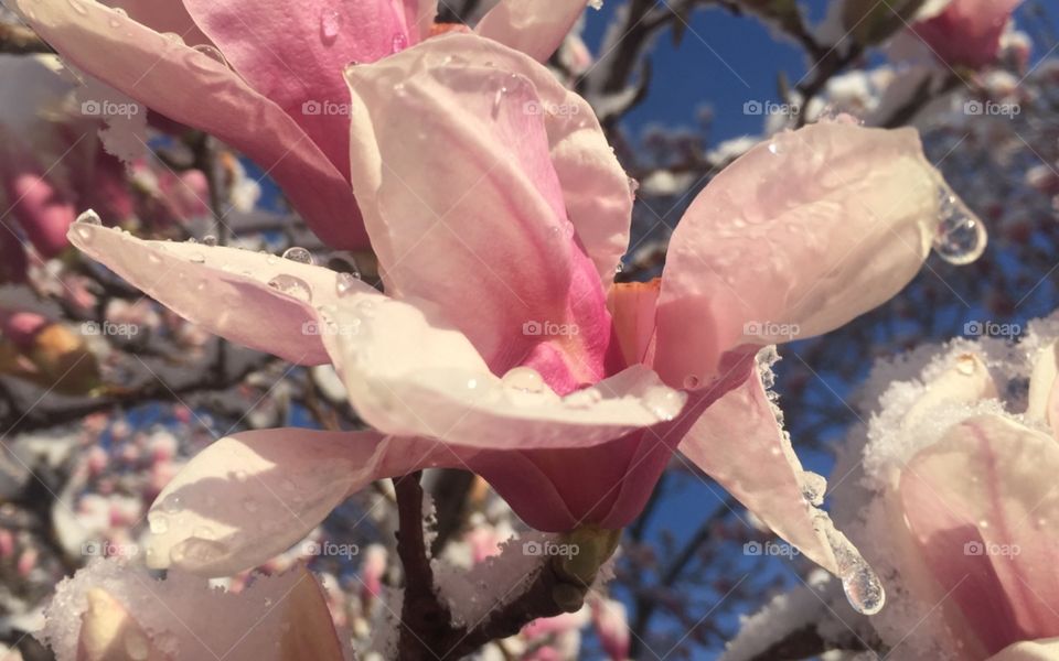 Snow-covered magnolia