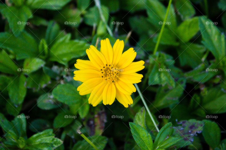 bright yellow flower