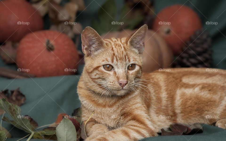 A ginger cat with pumpkins and leaves
