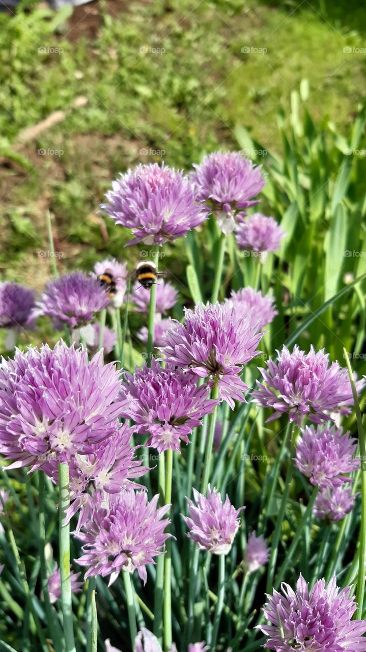 шмель собирает пыльцу