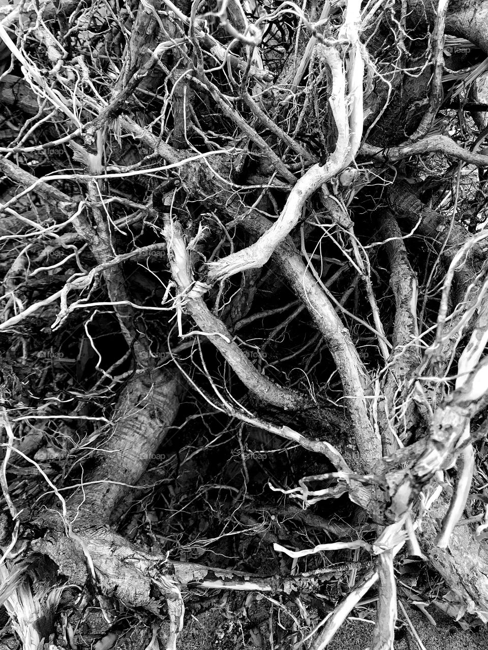 Tree roots