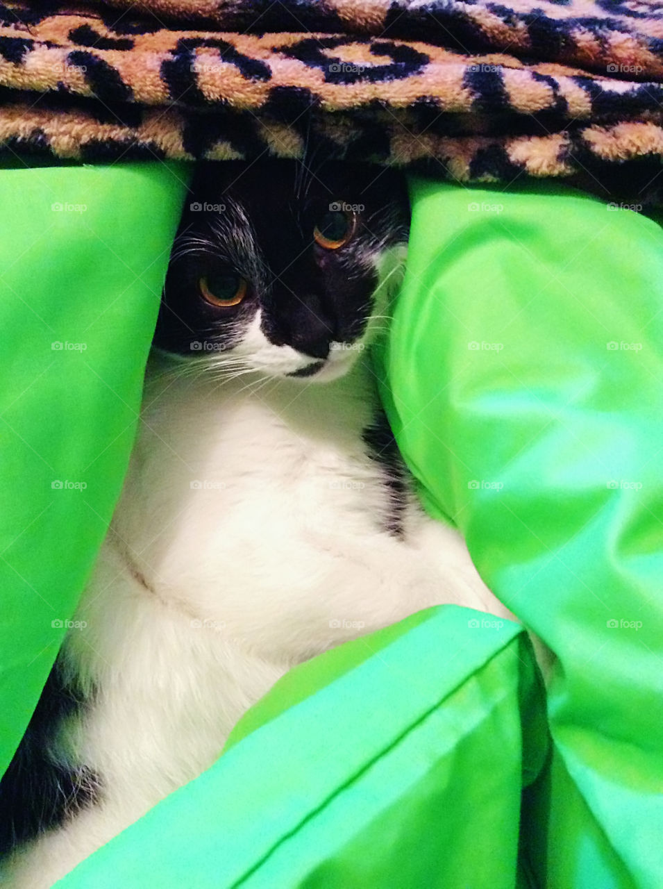 Cat in green bed 