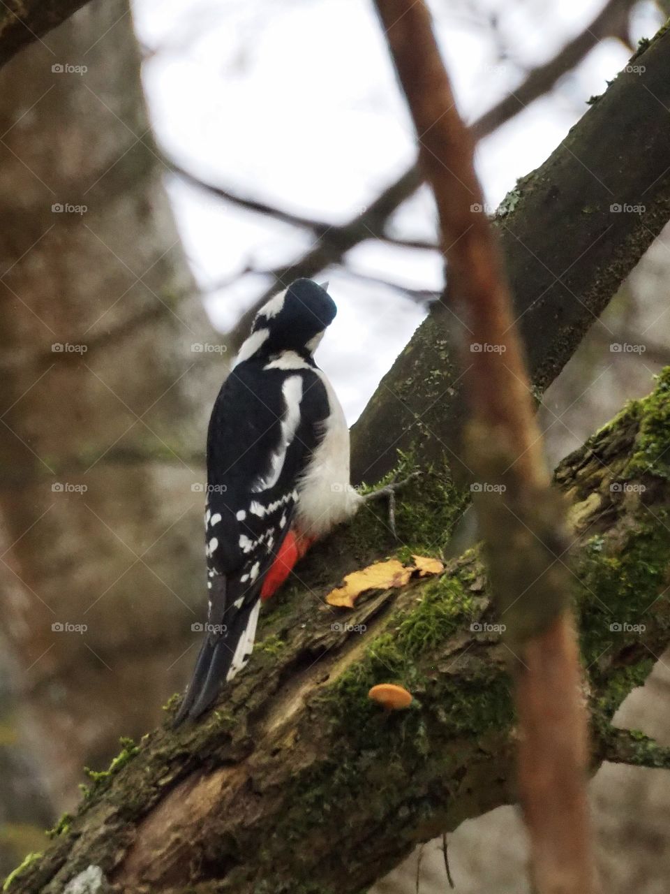 Woodpecker