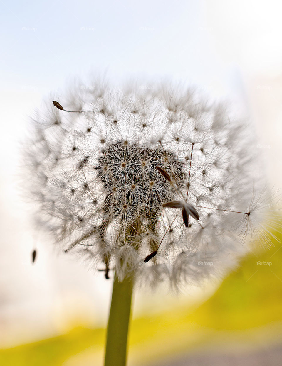 Close-up of a dandelion