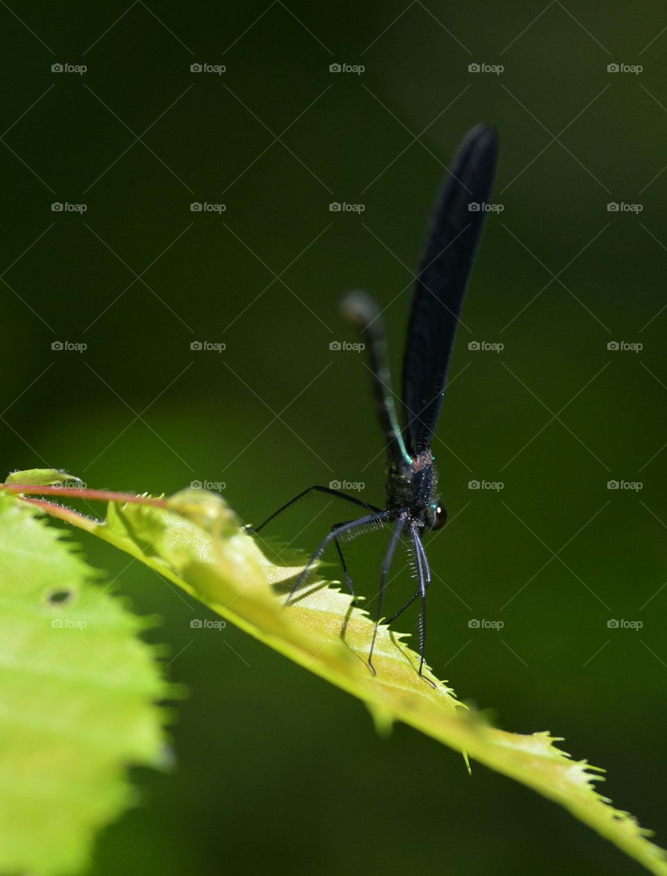 back view of ebony jewelwing dragonfly