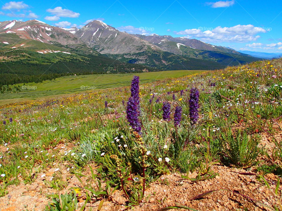 Hiking in the wildflowers in Colorado mountains