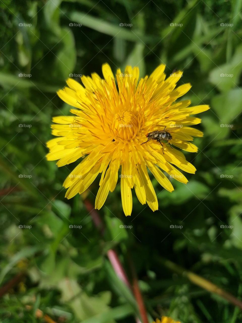 Beautiful Flower