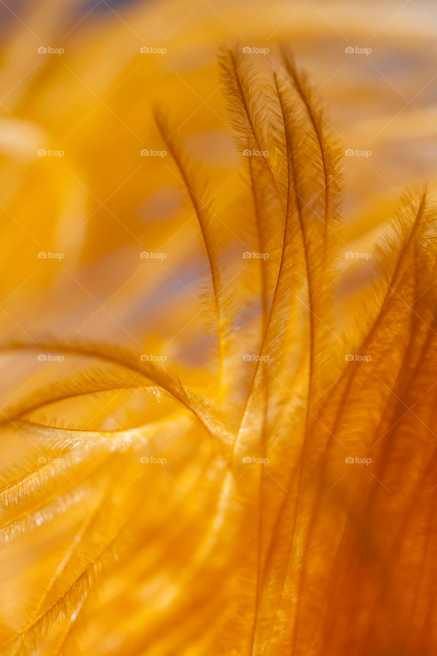 Macro shot of a feather