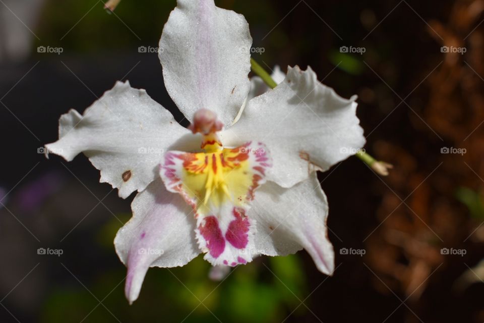 Orchid closeup