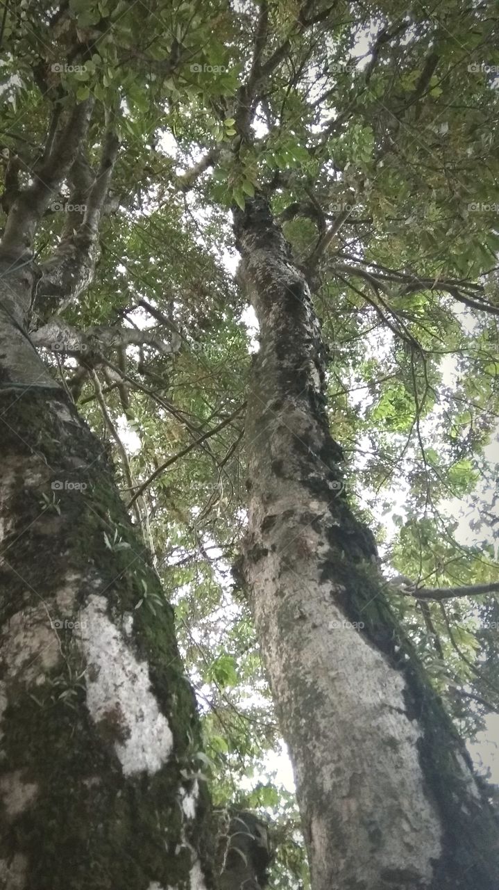 high old trees