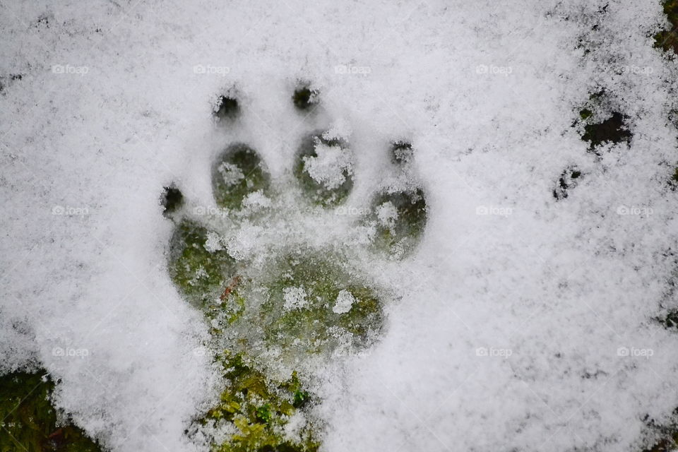 Pawprint in the snow