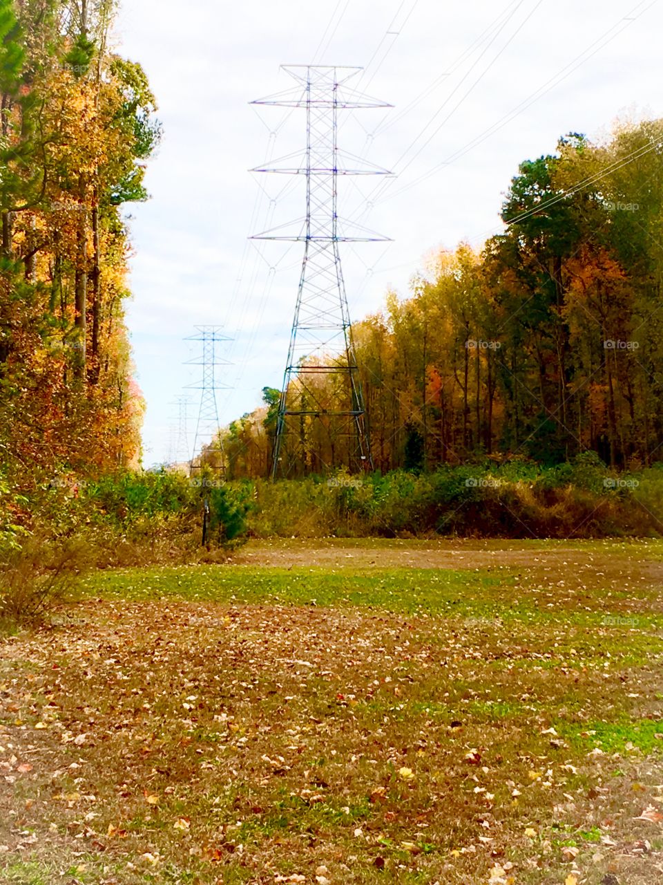 Power lines and fall foliage’s 