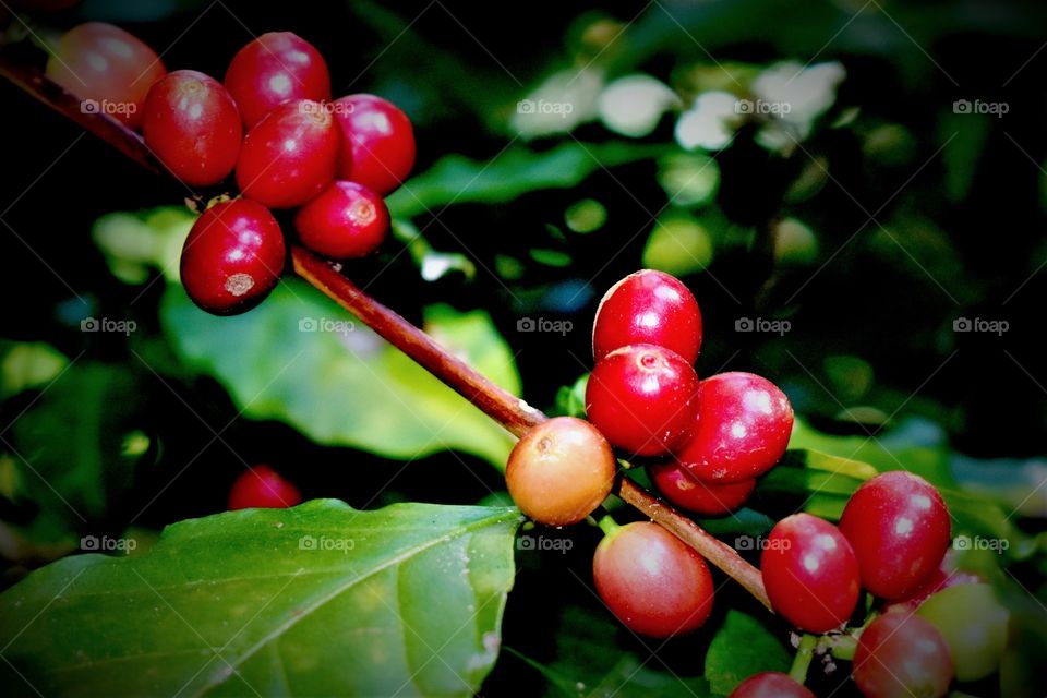 Ripened coffee berries redy to harvest which are grown of organic methods.