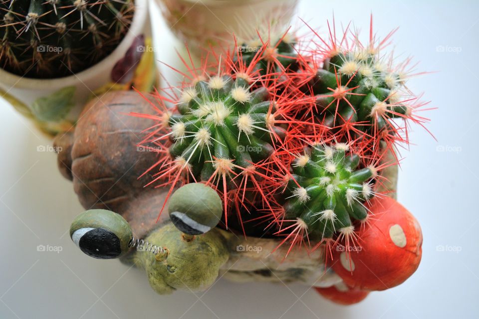 cactus house plants beautiful decorative