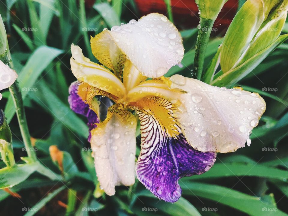 Closeup of summer flower