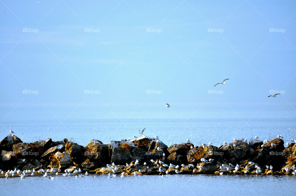 huron ohio birds water flight by refocusphoto