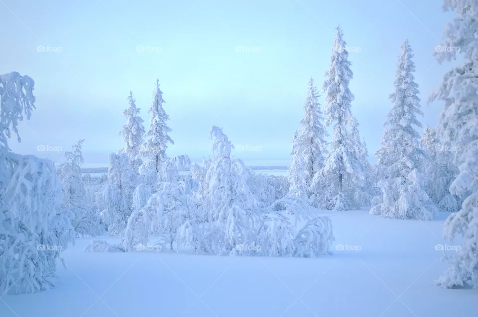 wintercolor