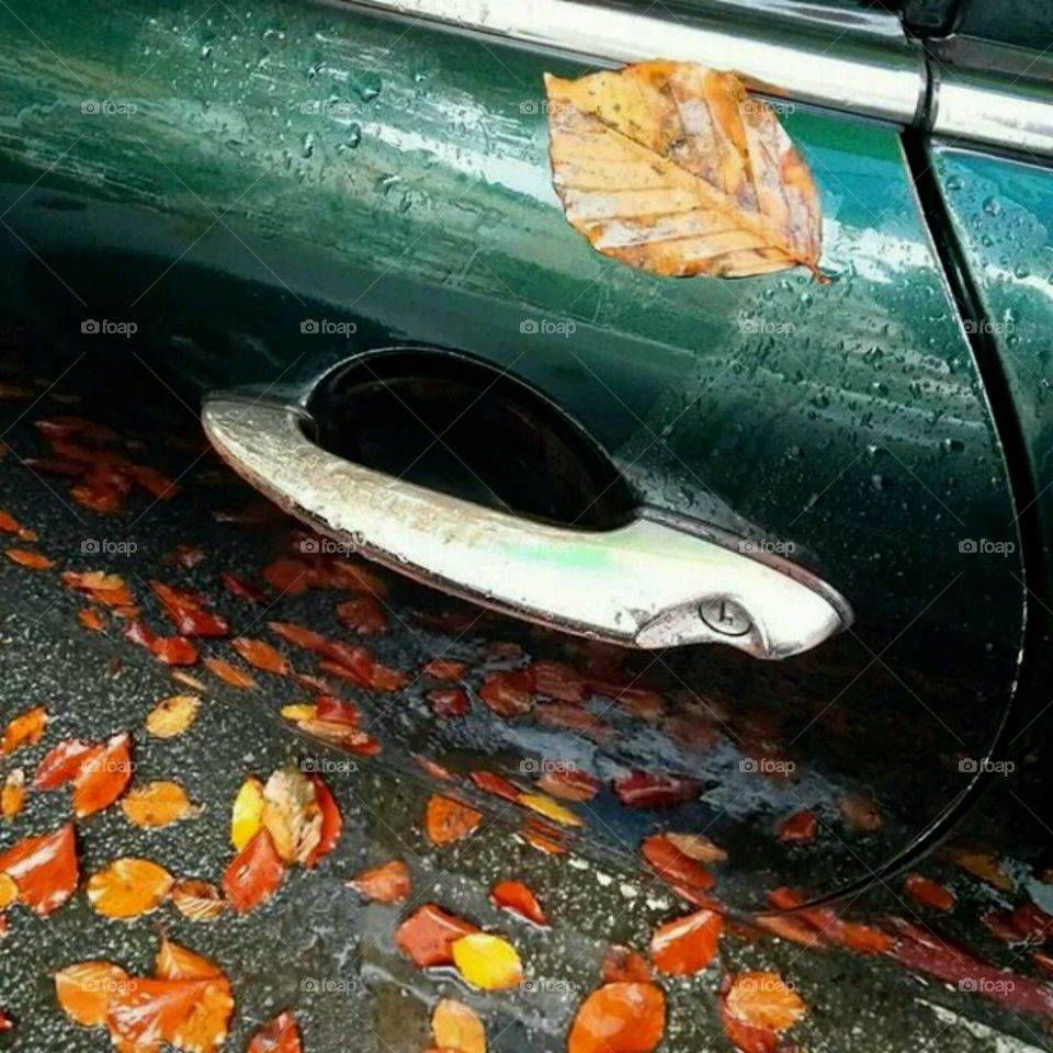 Leaves on Car