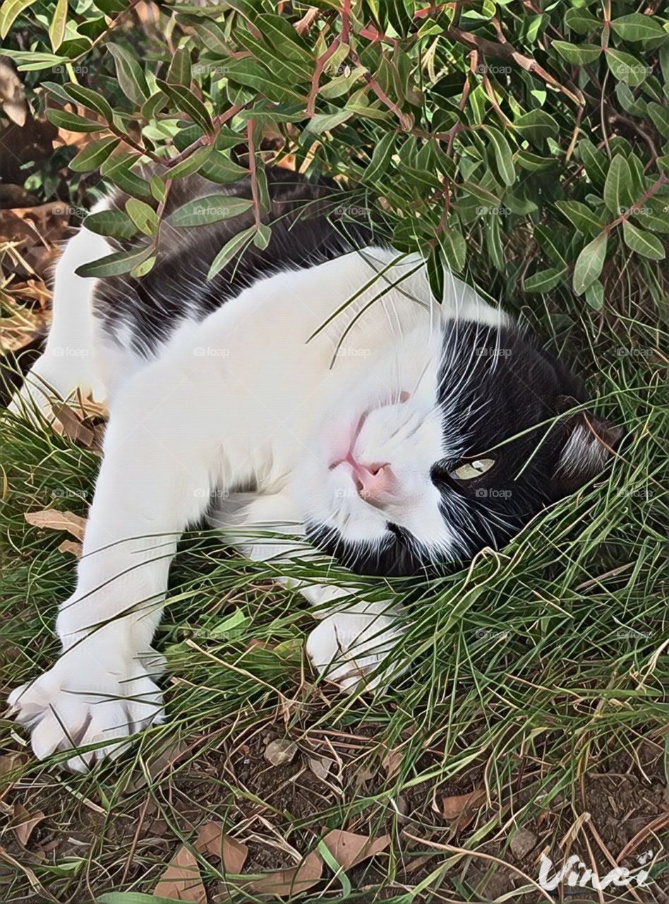 Cat in green