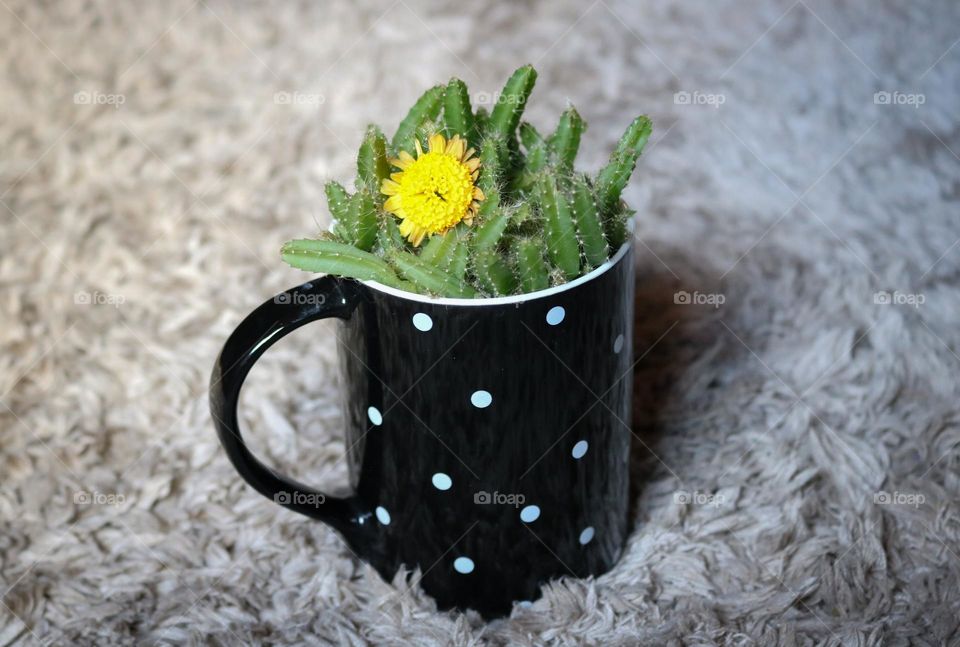 Potted cactus