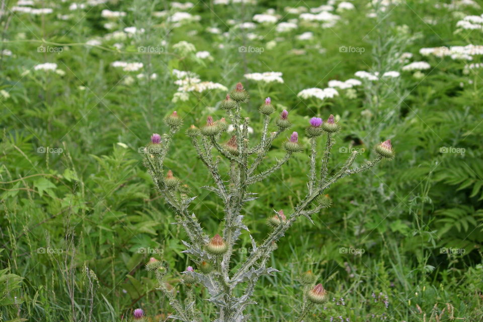 flowers