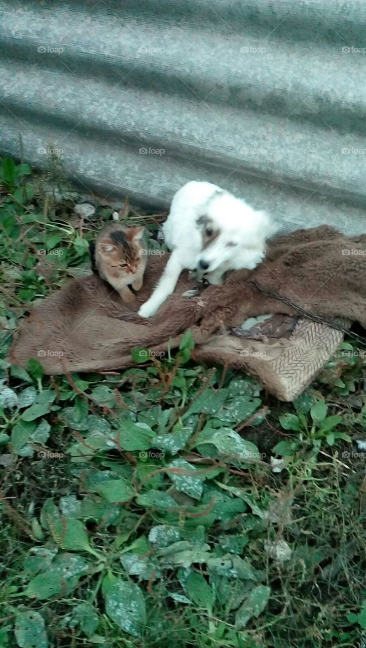 Mammal, Animal, Nature, Wildlife, No Person