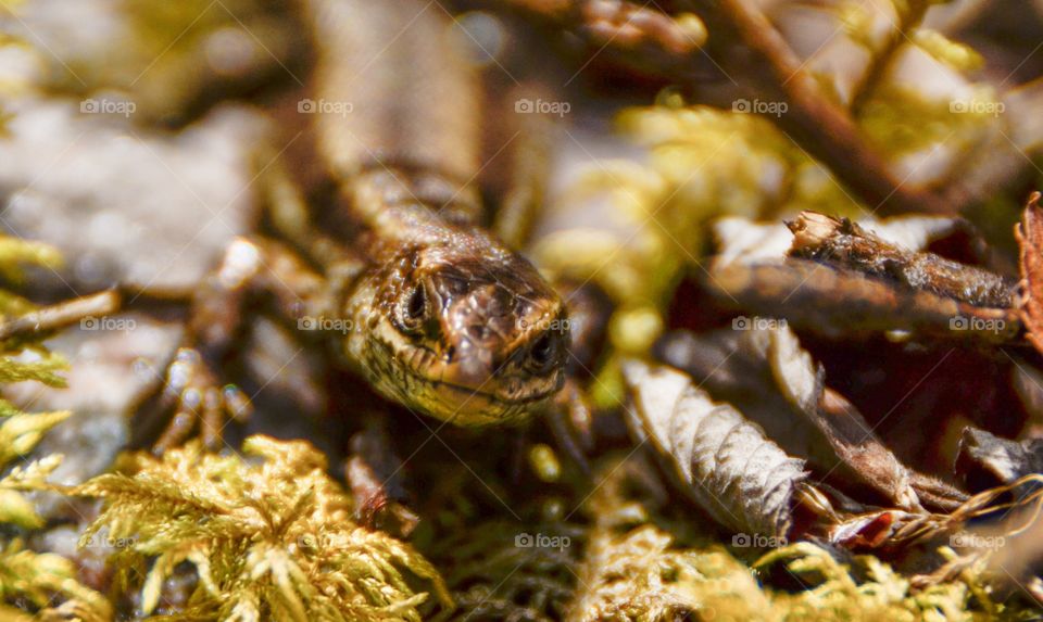 Lizard on plant