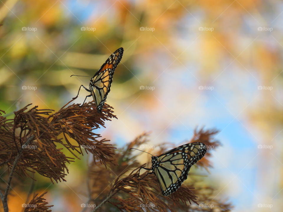 Two monarchs migrating