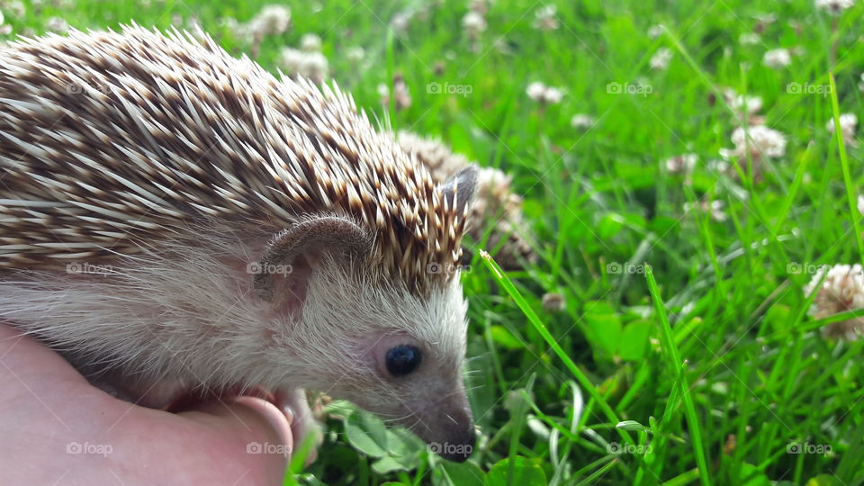 Grass, Nature, Little, Wildlife, Cute