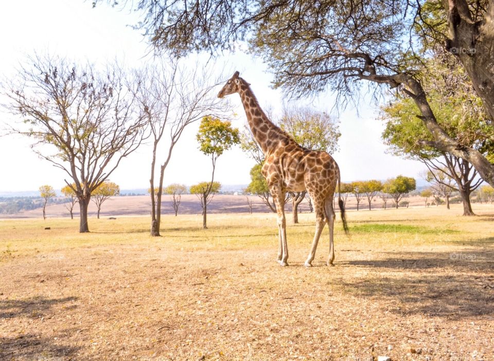 Giraffes in Africa 