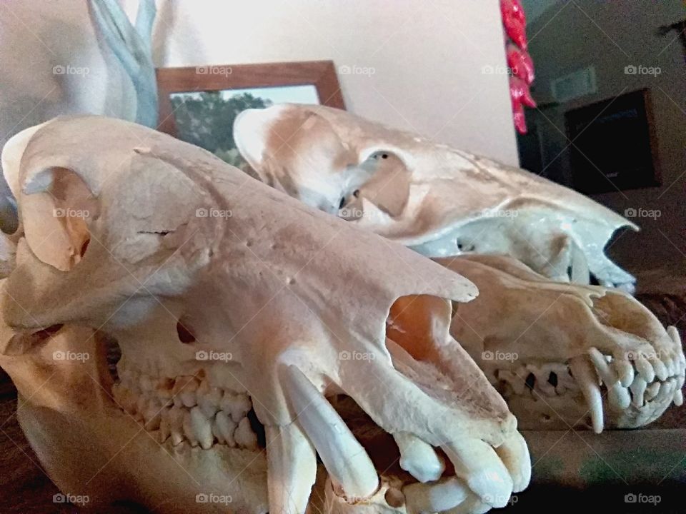 Display of animal skulls