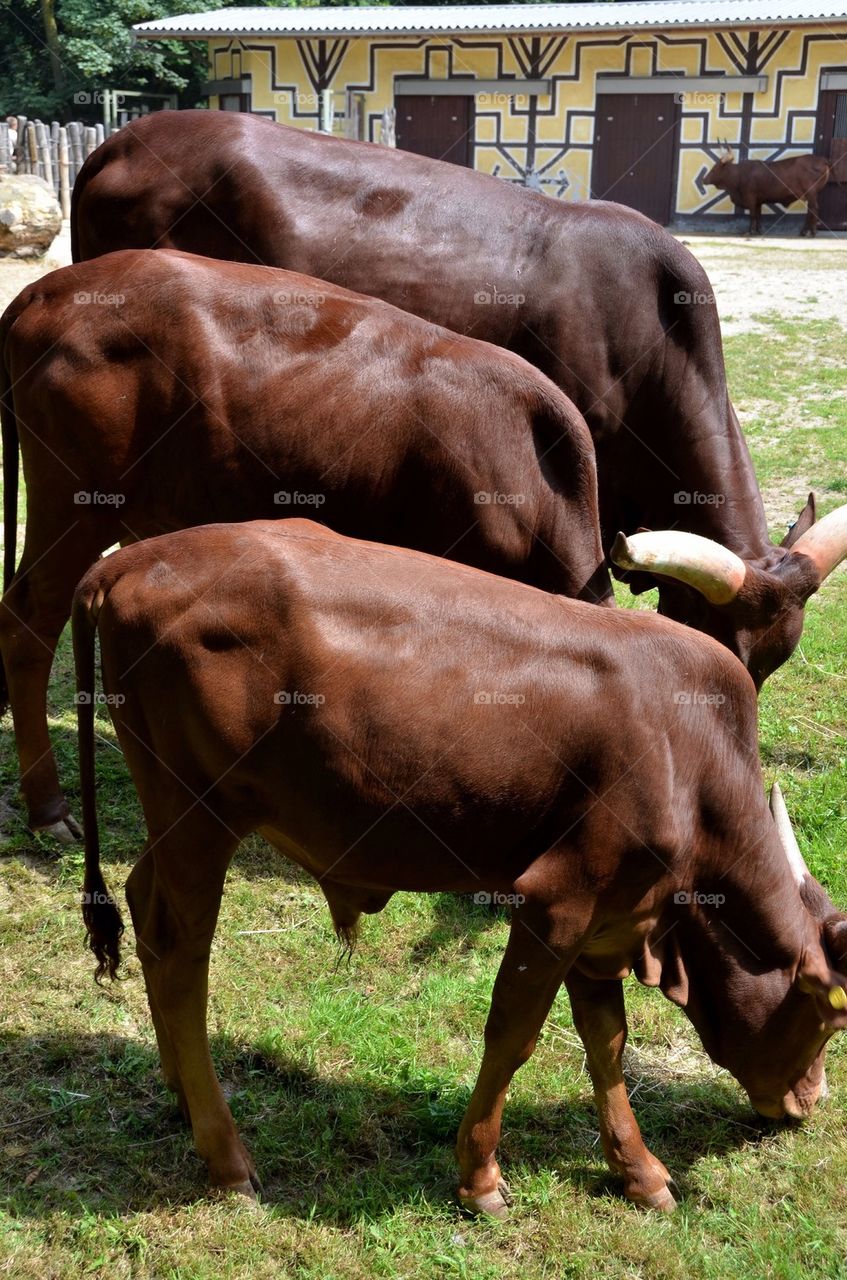 An Ankole-Watusi at the zoo.