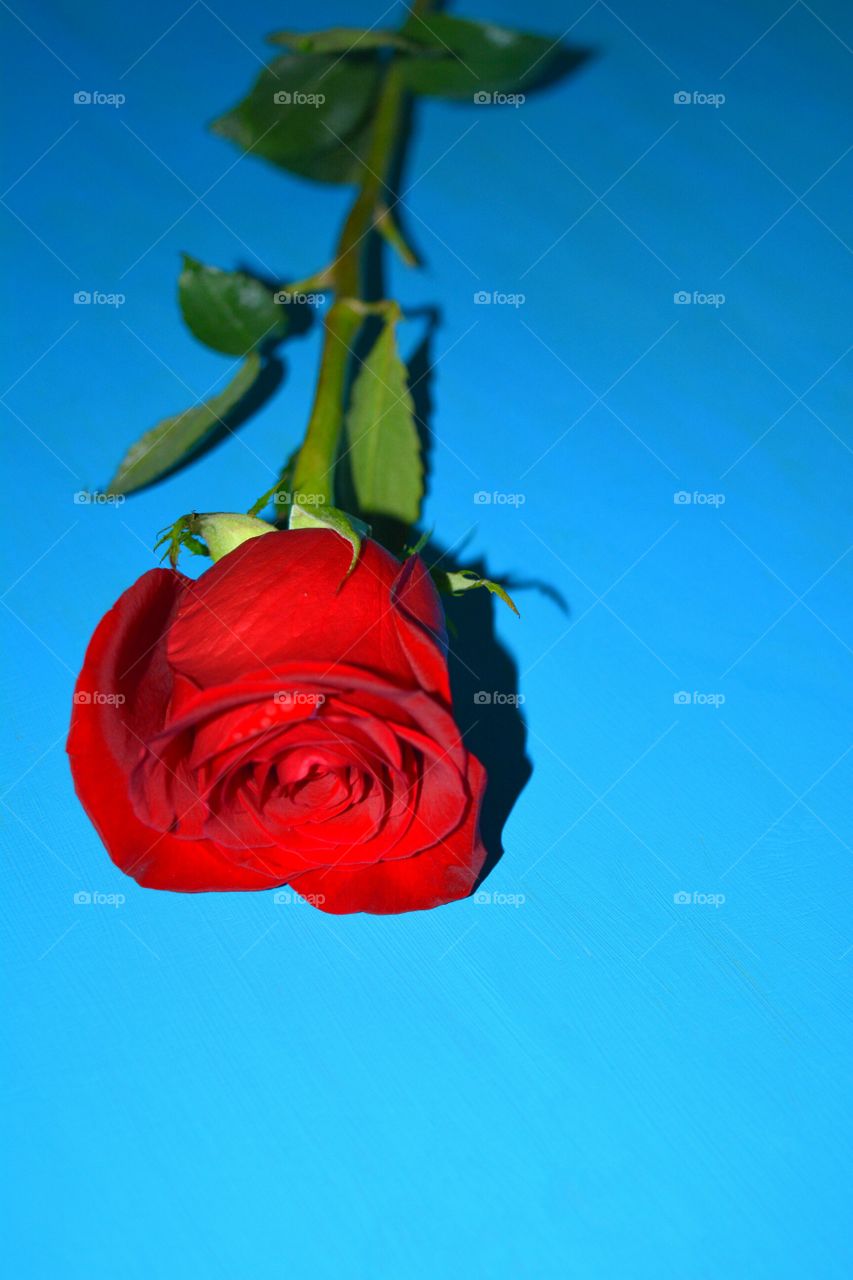 Flower, Nature, Rose, Leaf, No Person