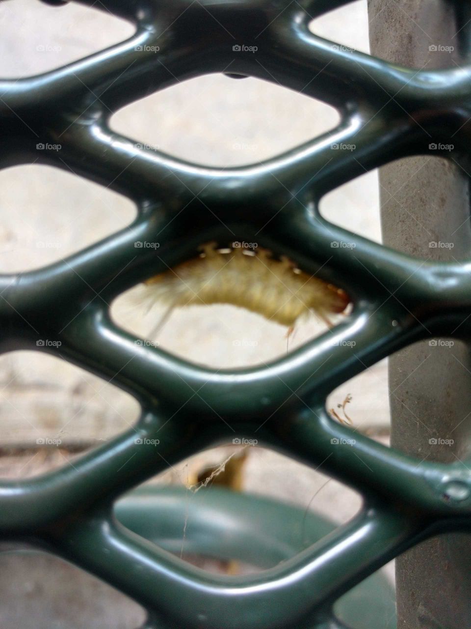 Insects hanging out on a park bench, pretty coloring.