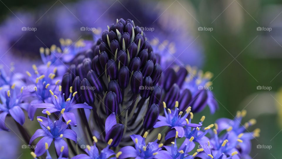 Purple cluster of flowers